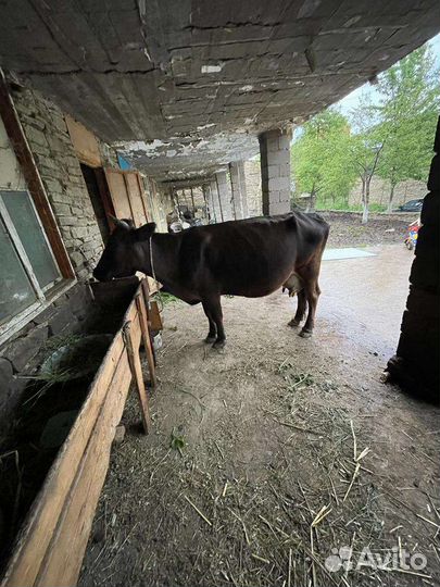 Корова дойная