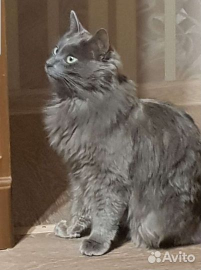 Нибелунг вязка