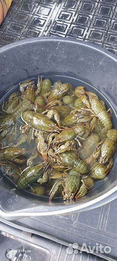 Продам живые раки