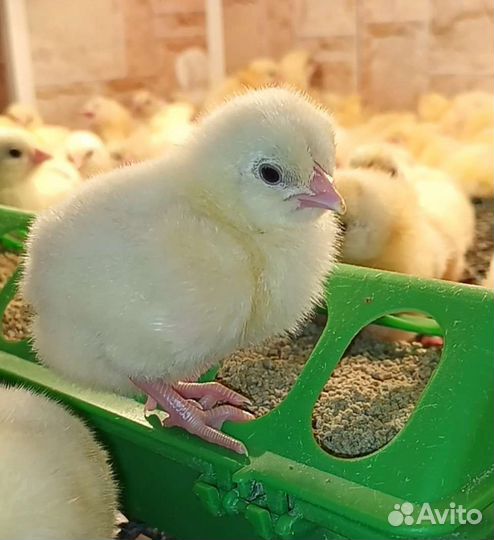 Цыплята бройлера