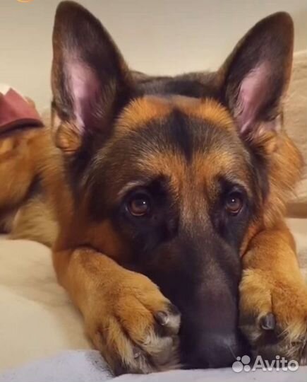 Немецкая овчарка