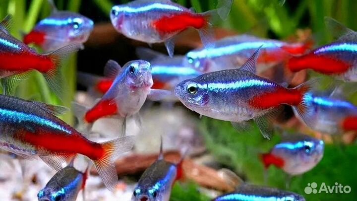 Аквариумные рыбки