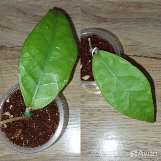 Хойя hoya