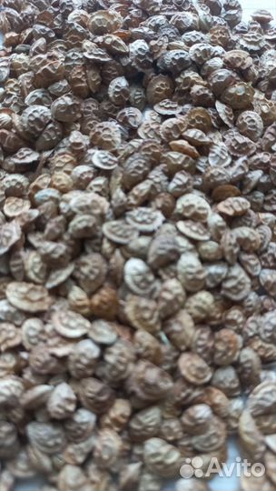 Семена эспарцета,суданки,Люцерны,Разнотравье