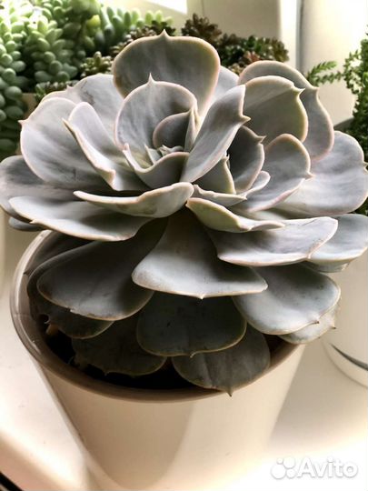 Комнатные растения суккуленты