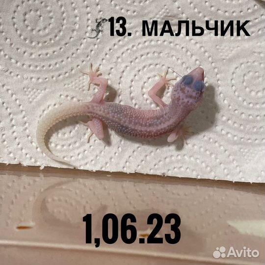 Геккон эублефар