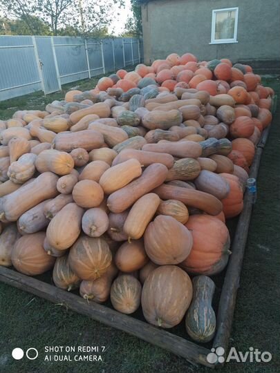 Тыква кормовая