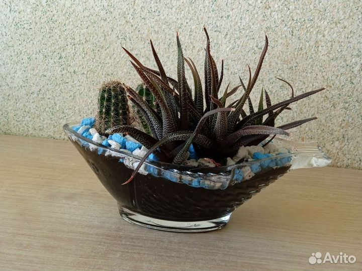 Композиция из кактусов и суккулентов