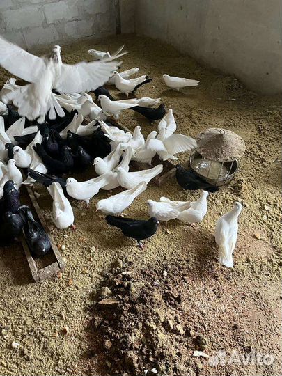 Голуби Николаевские, Пермские