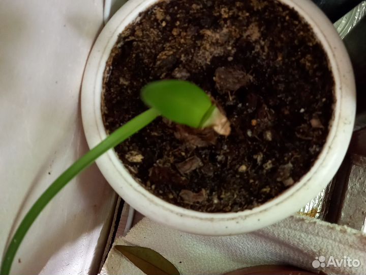 Антуриум спатифиллум гиппеаструм шлюмбергера