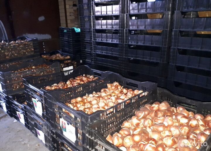 Луковицы тюльпанов опт