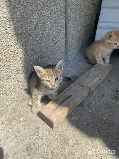 Самые милые котята отдам в добрые руки