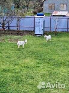 Козы дойные