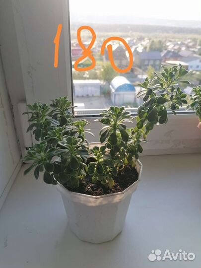 Аихризон (дерево любви)