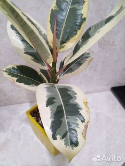 Фикус тинеке