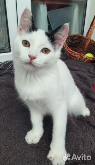 Спасите Борьку