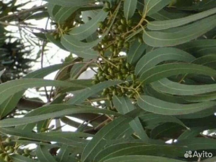 Саженцы Эвкалипт от 15см-2,5м