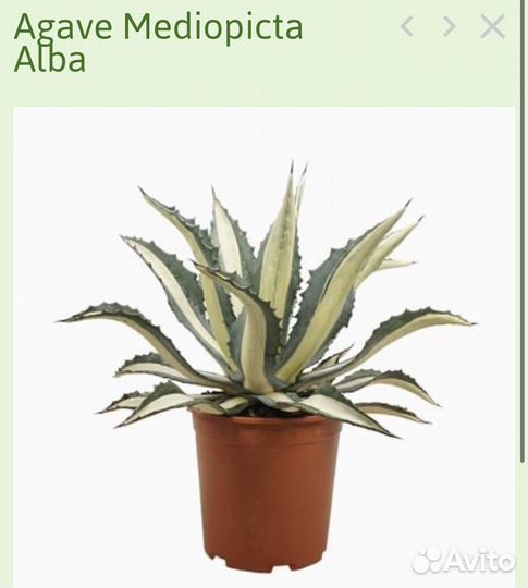 Растение Агава/ редкая Агава