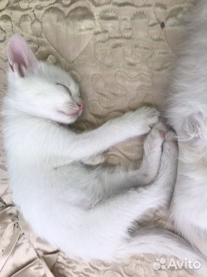 Кошка в дар