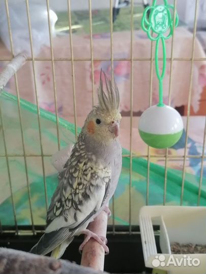 Попугай карелла самец