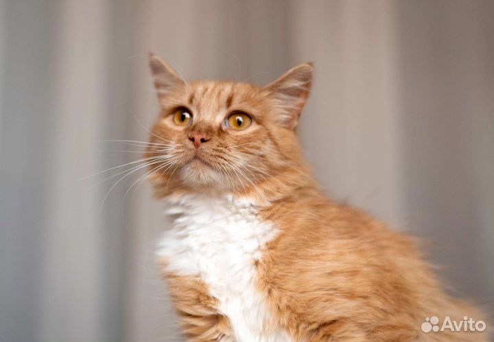 Лиса в добрые руки