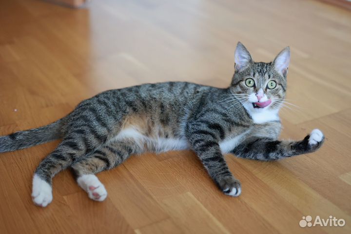 Добрый и весёлый котик ждёт хозяев