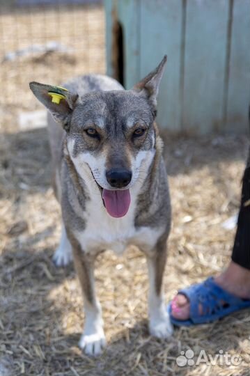 Собака в добрые руки