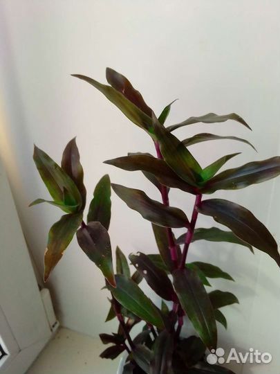 Традесканция сортовая. Purple Scimitars