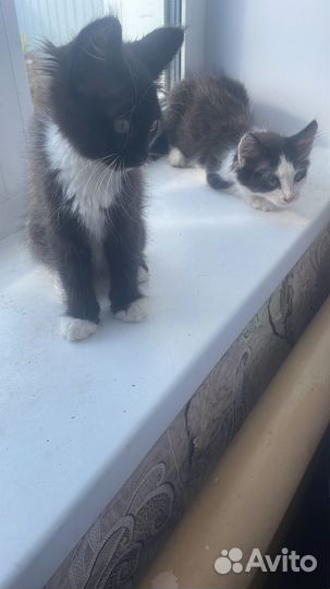 Котята в добрые руки бесплатно