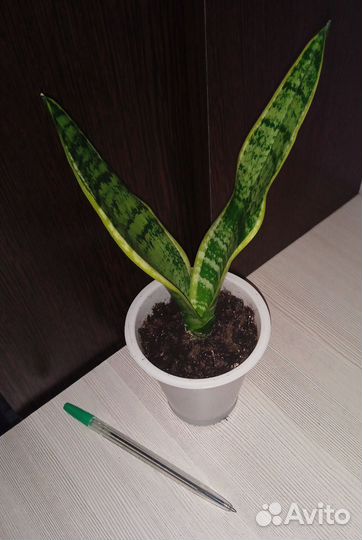 Цветы комнатные