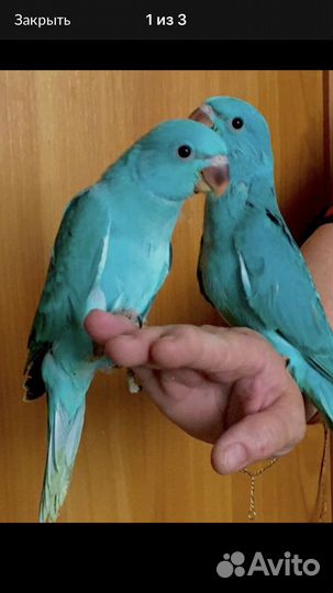 Кольчатые попугаи