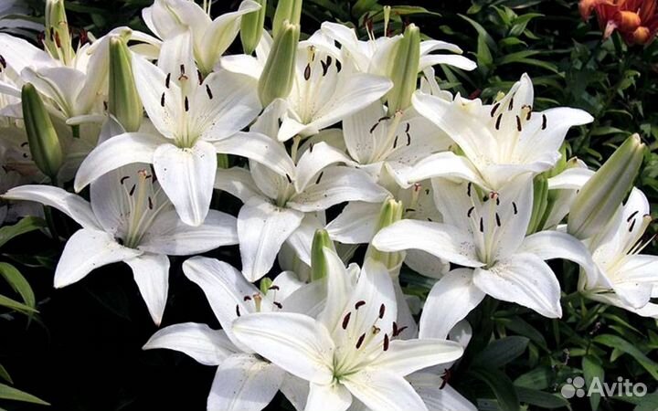 Лилии