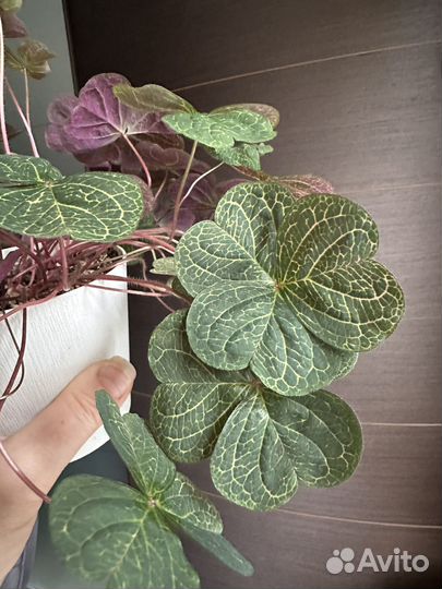 Оксалис мартианский в горшке