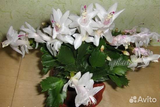 Белый декабрист