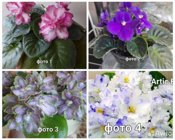 Листья и детки фиалок