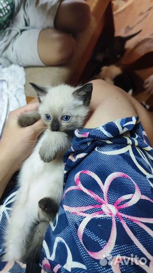 Кошка в дар бесплатно