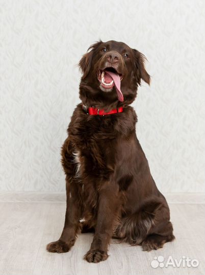 Шоколадная красотка Жаклин в поисках семьи