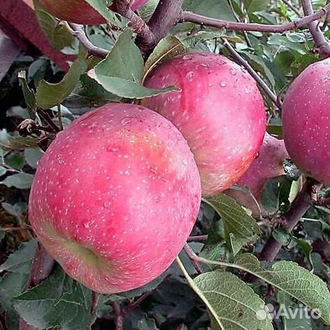 Саженцы яблоня Слава Победителя