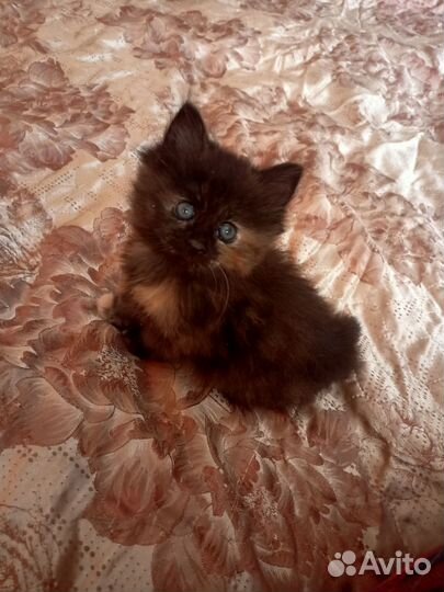 Котята - рысята