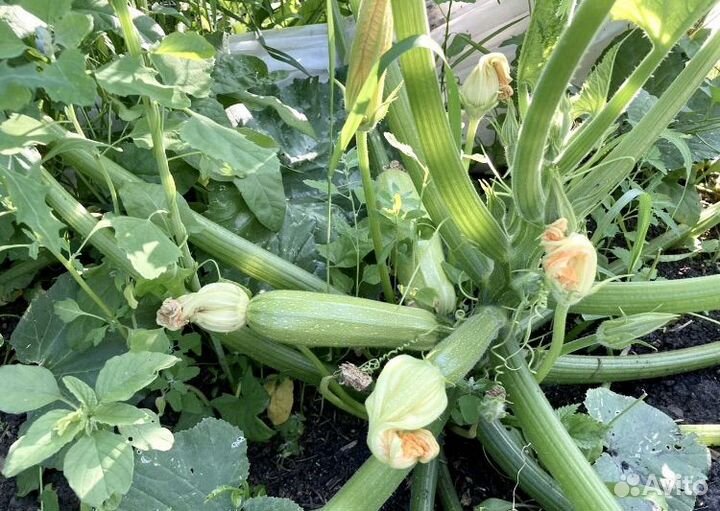 Смородина красная,роз-я,крыжовник,черемуха,руккола