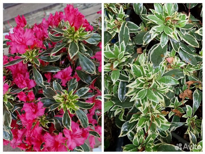 Азалия пестролистная вариегатная(рододендрон)