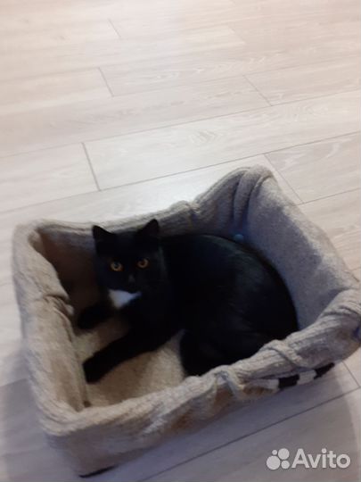 Кошка