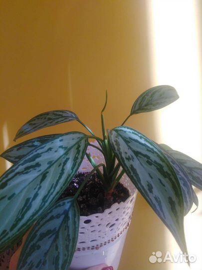 Комнатные растения