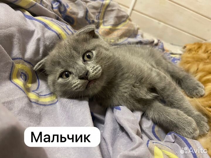 Британские котята