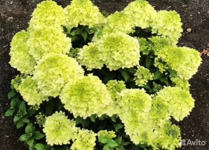 Гортензии компактные сорта