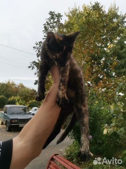 Кошечка в добрые руки