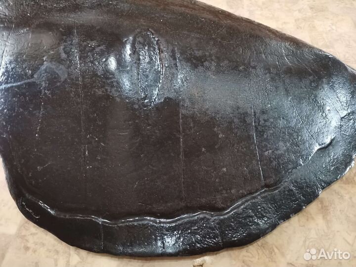 Панцирь черепахи