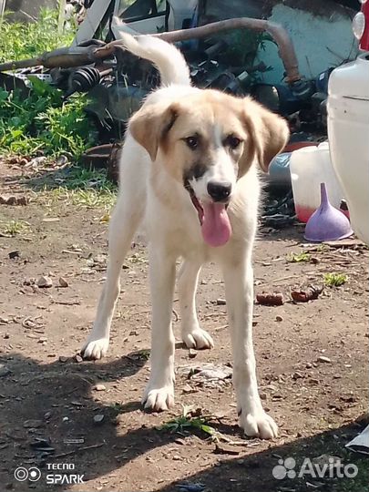 Собаки бесплатно в добрые руки