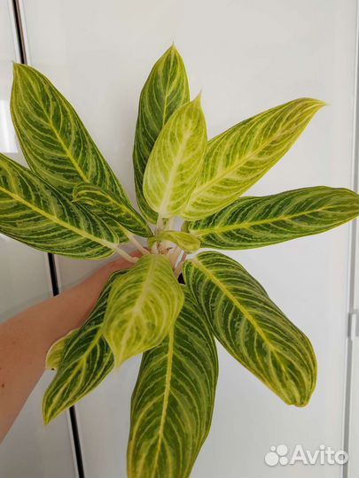 Аглаонемы 1