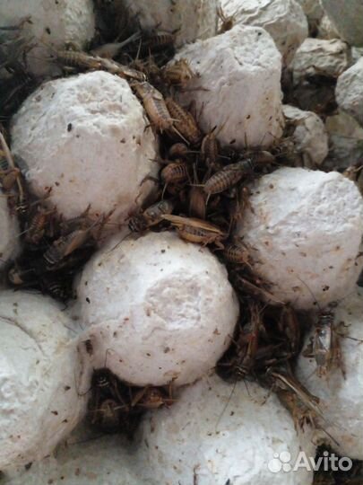 Сверчки живые кормовые